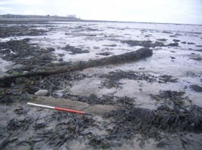 Submerged forest near Hinkley Point (Gloucestershire County Council)